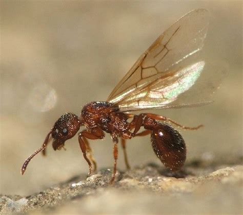 hormigas con alas - que significa soñar con abejas
